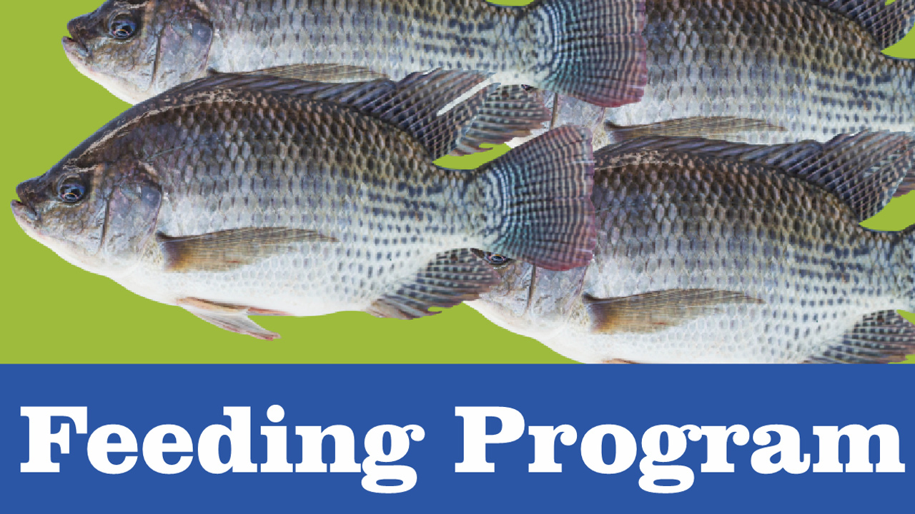 Tilapia Feeding Program - FeedWale